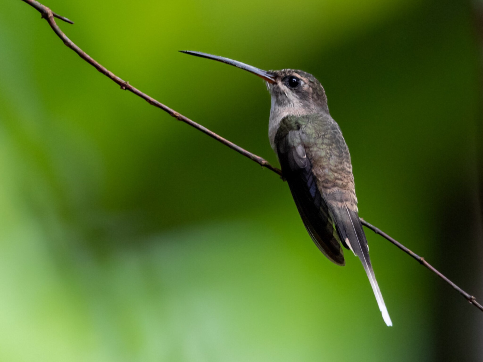 image Long-tailed Hermit